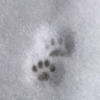 billieracine1